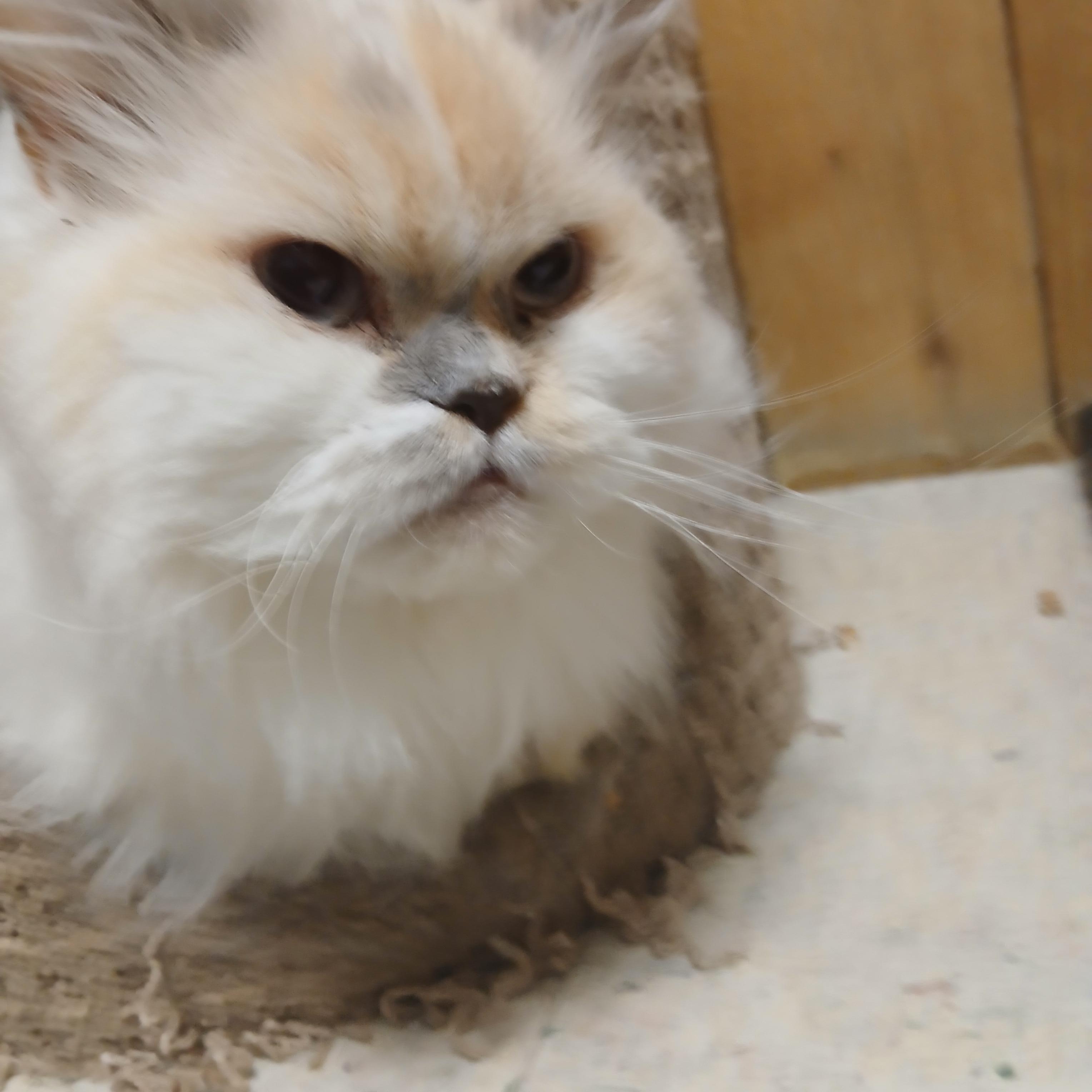 PRINCESS Himalayan Cat