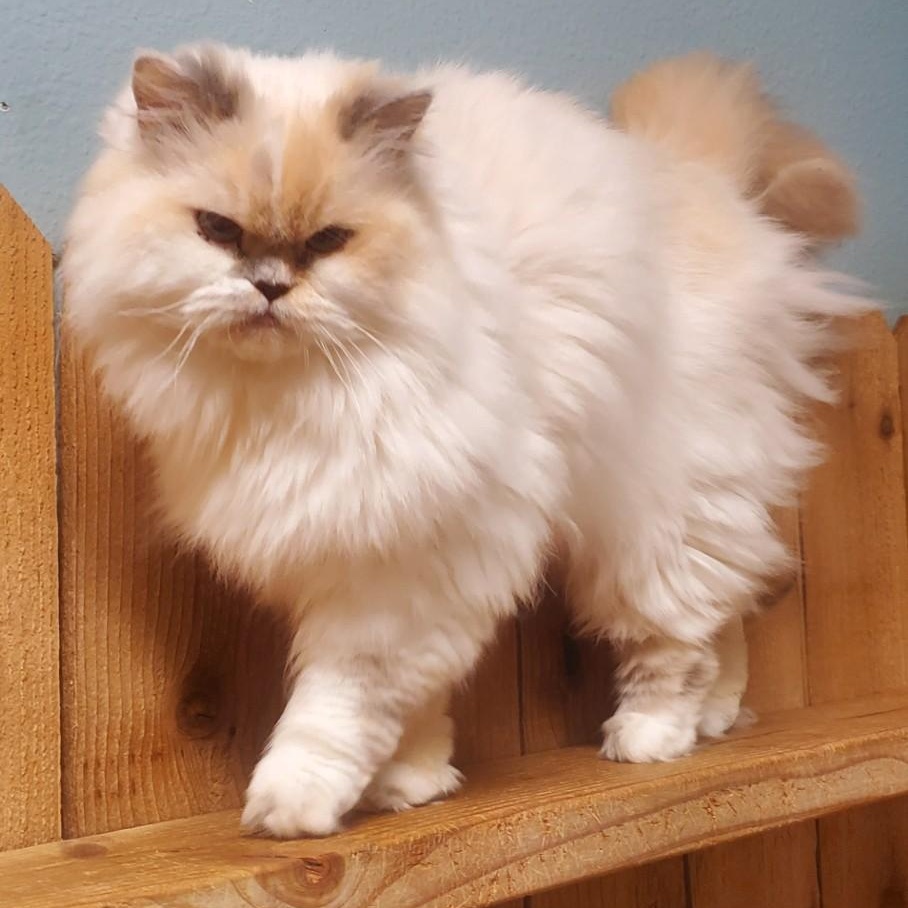 Himalayan Cat for Adoption: Find Your Perfect Furry Companion Today