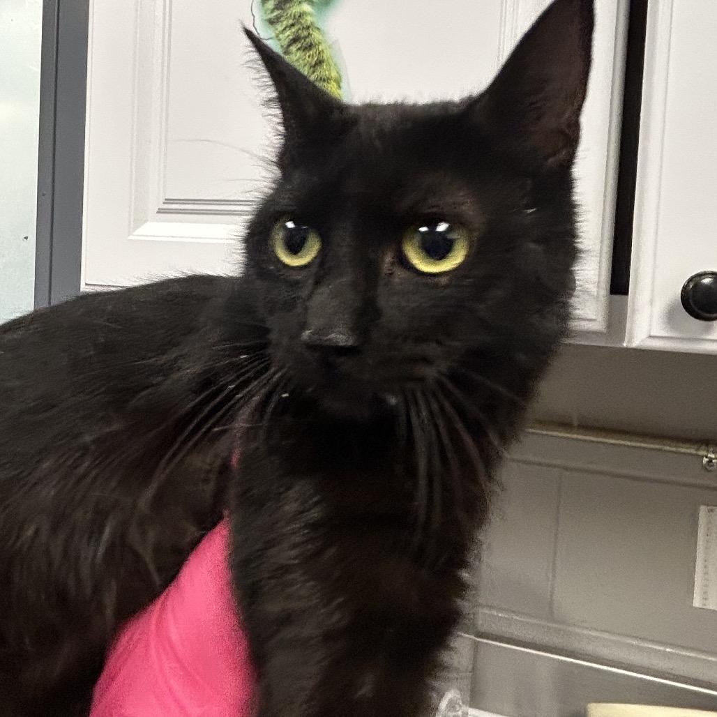 Enlarge Middie, a Adoptable Domestic Short Hair in Greenville, SC image 1/3