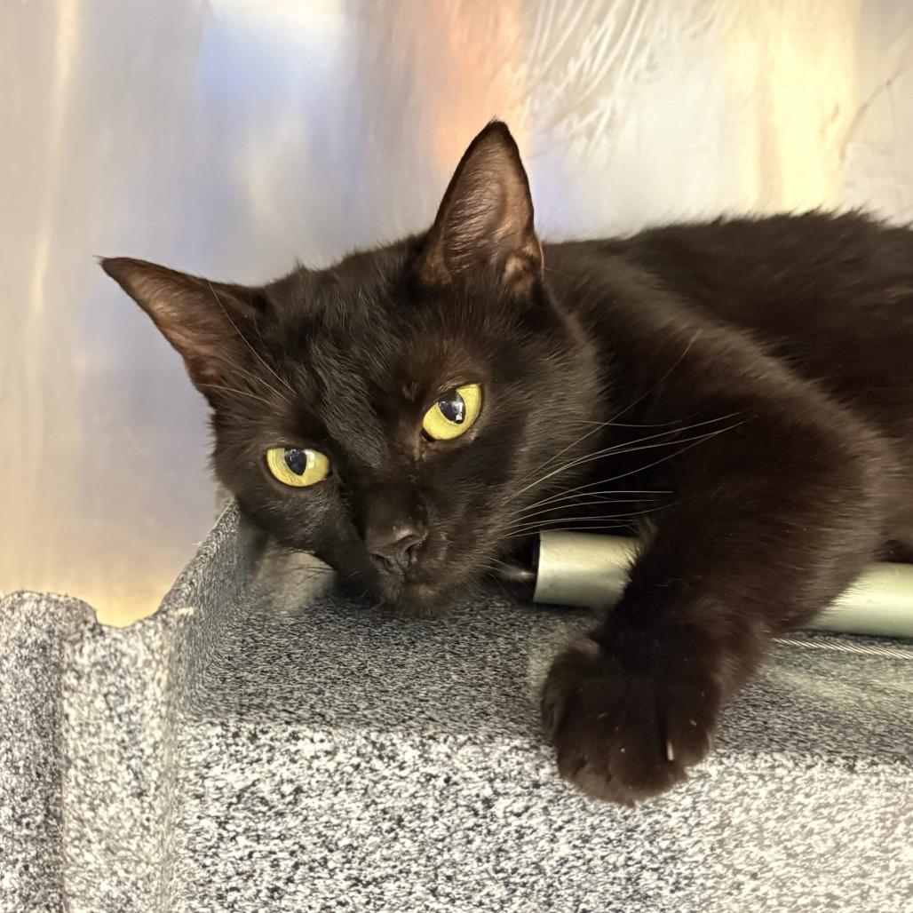 Enlarge Middie, a Adoptable Domestic Short Hair in Greenville, SC image 2/3