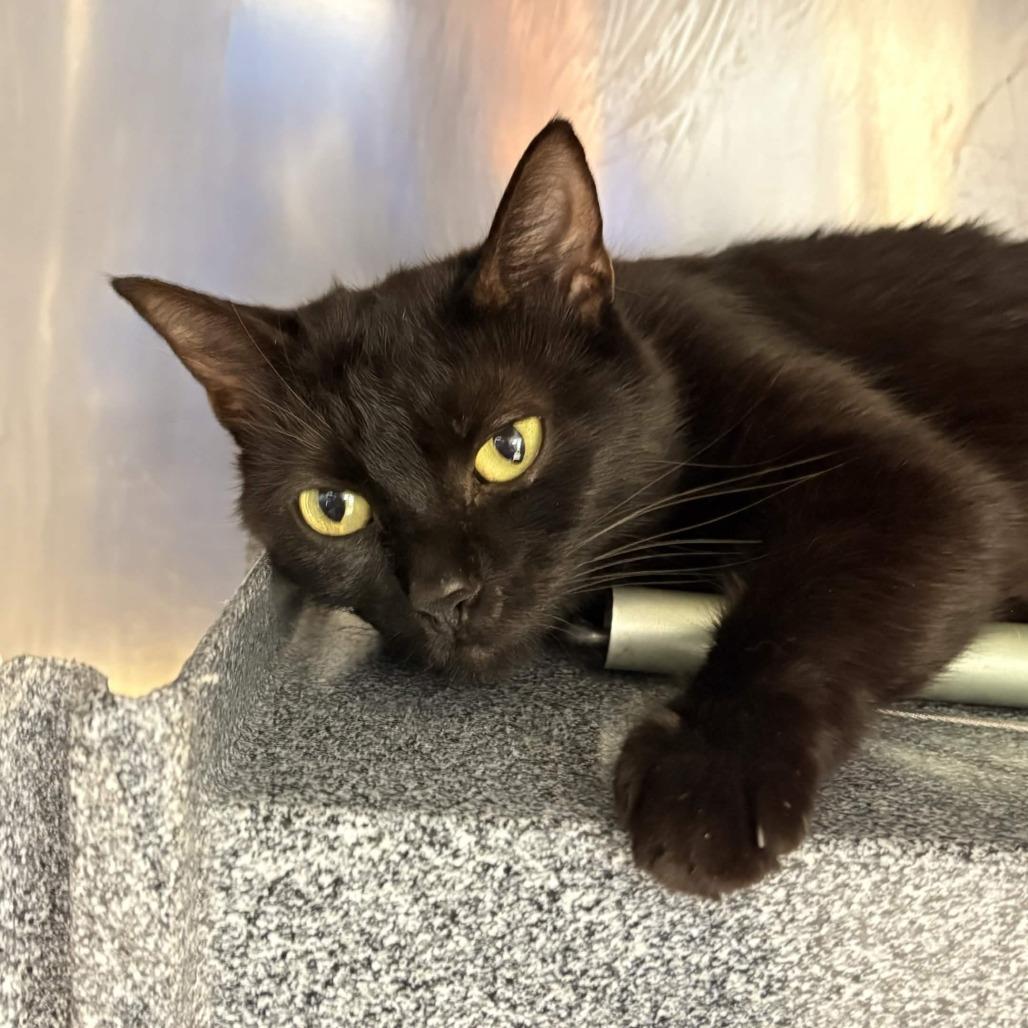 Enlarge Middie, a Adoptable Domestic Short Hair in Greenville, SC image 3/3