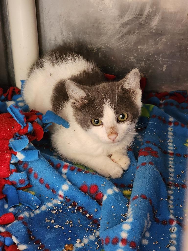 Milan, Adoptable, Kitten Female Domestic Short Hair.