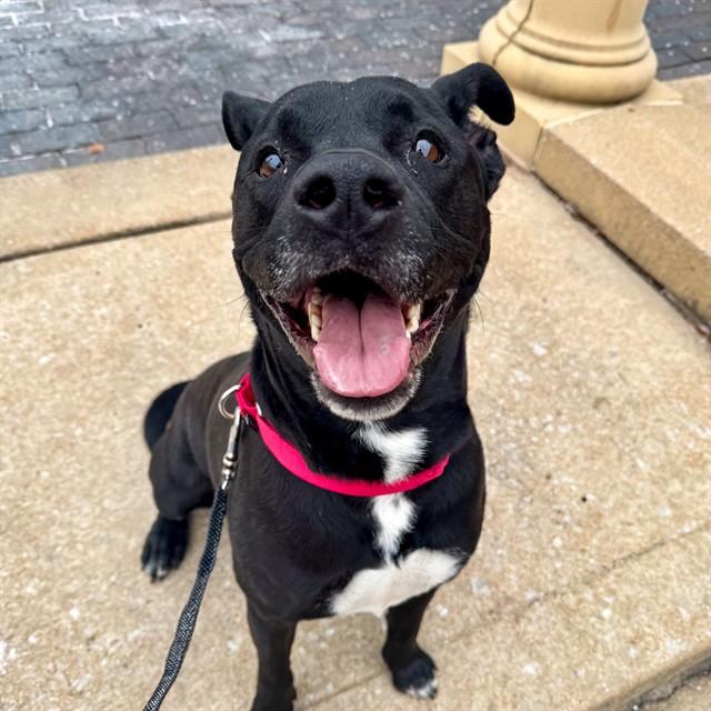 HARLEY, Adoptable, Adult Male Labrador Retriever & Mixed Breed.