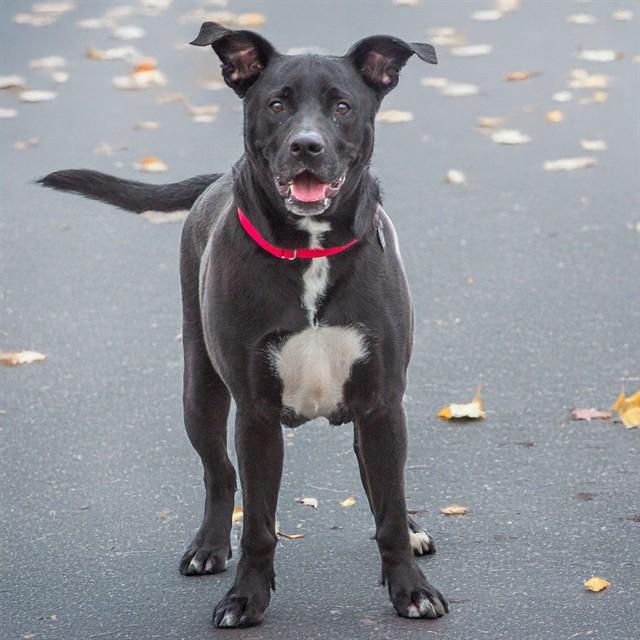 HARLEY, Adoptable, Adult Male Labrador Retriever & Mixed Breed.