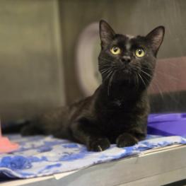 Thomas, Adoptable, Adult Male Domestic Short Hair.