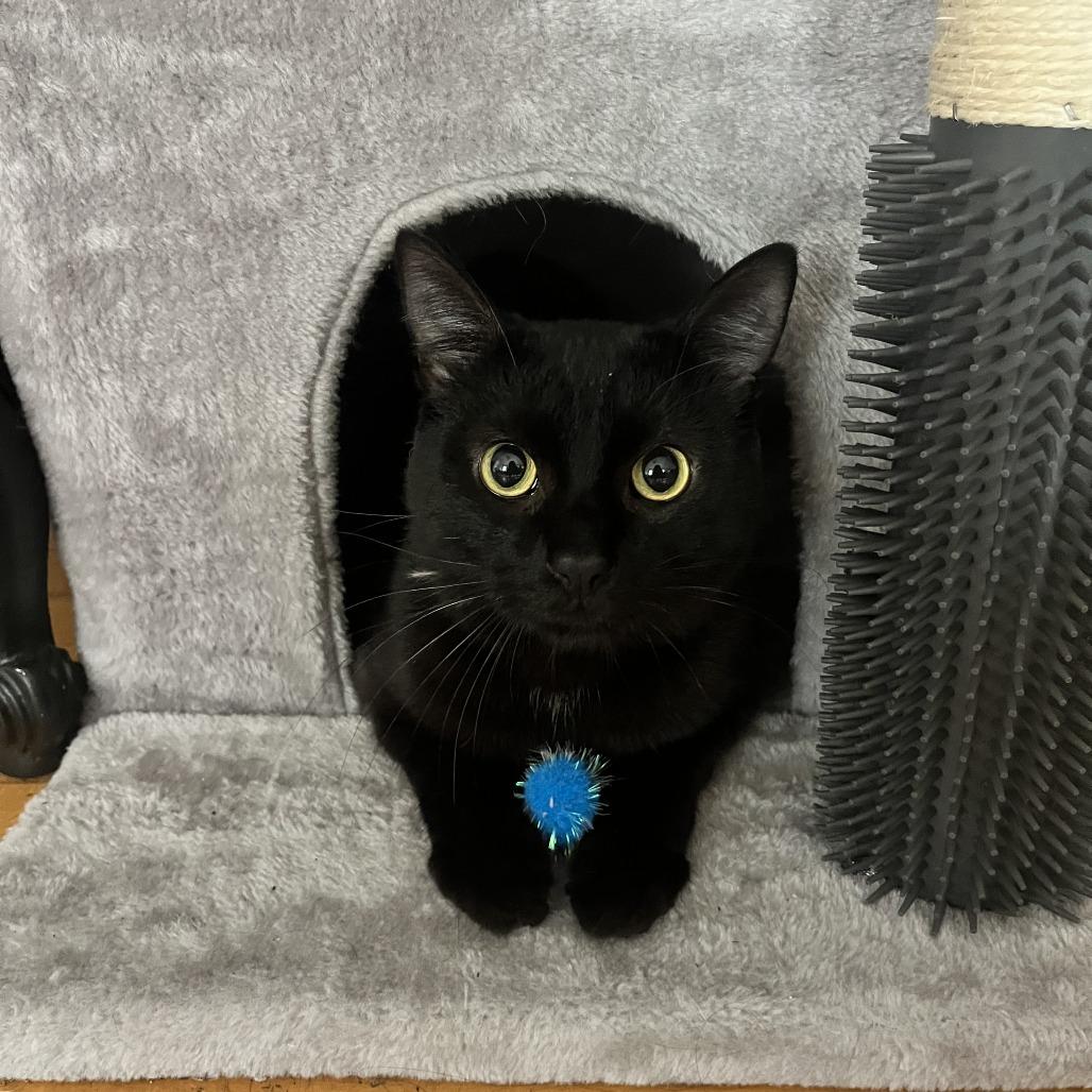 Thomas, a Adoptable Domestic Short Hair in Madison, WI image 2/4