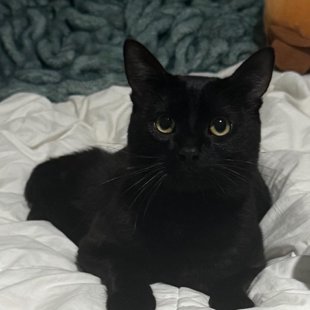 Thomas, a Adoptable Domestic Short Hair in Madison, WI image 3/4