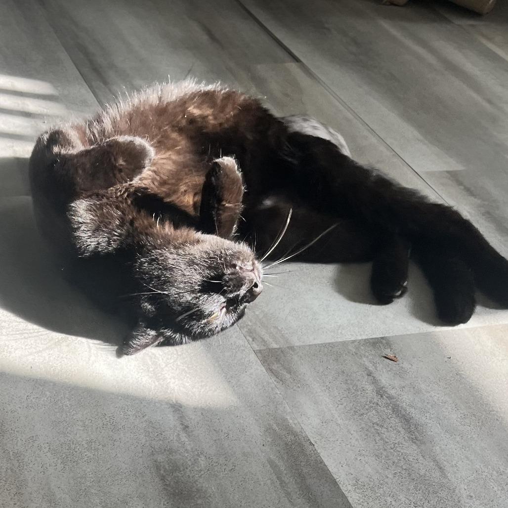 Thomas, a Adoptable Domestic Short Hair in Madison, WI image 4/4