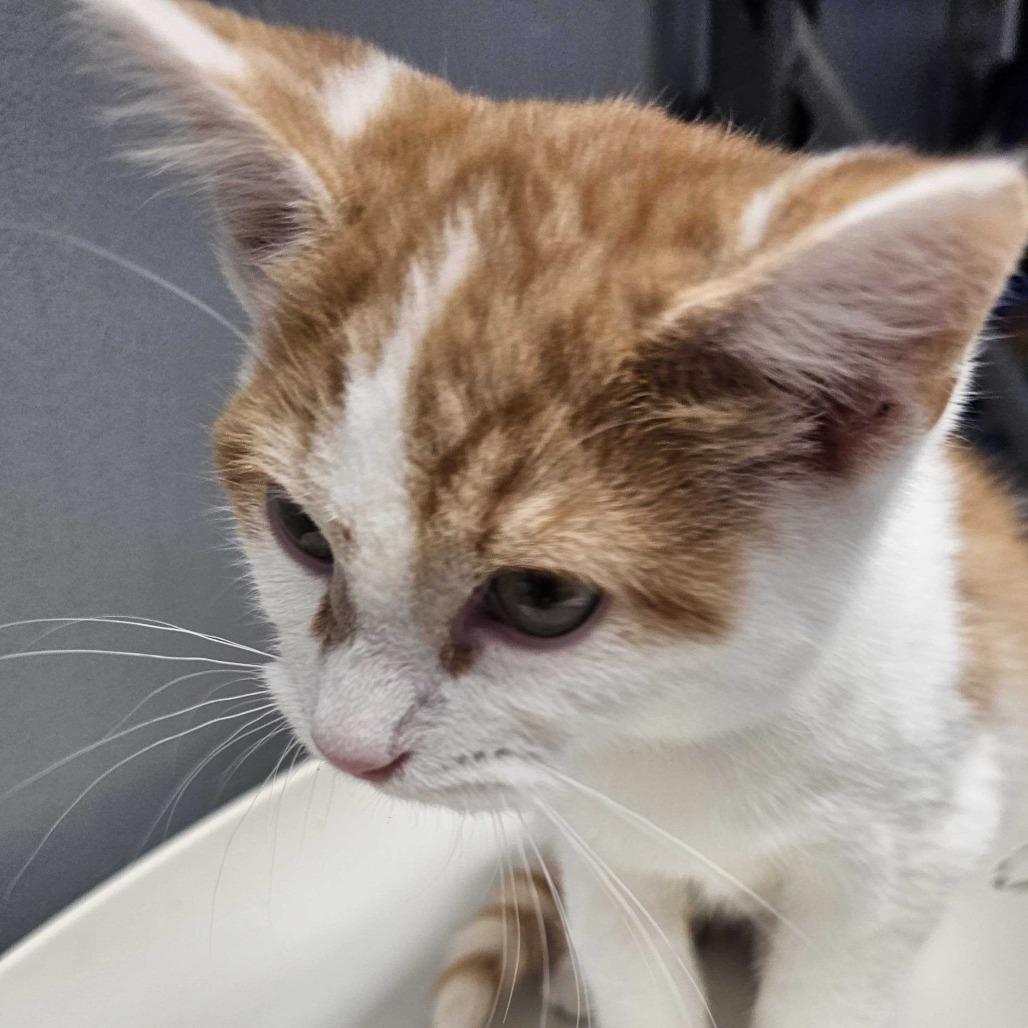 Cranberry thumbnail 2