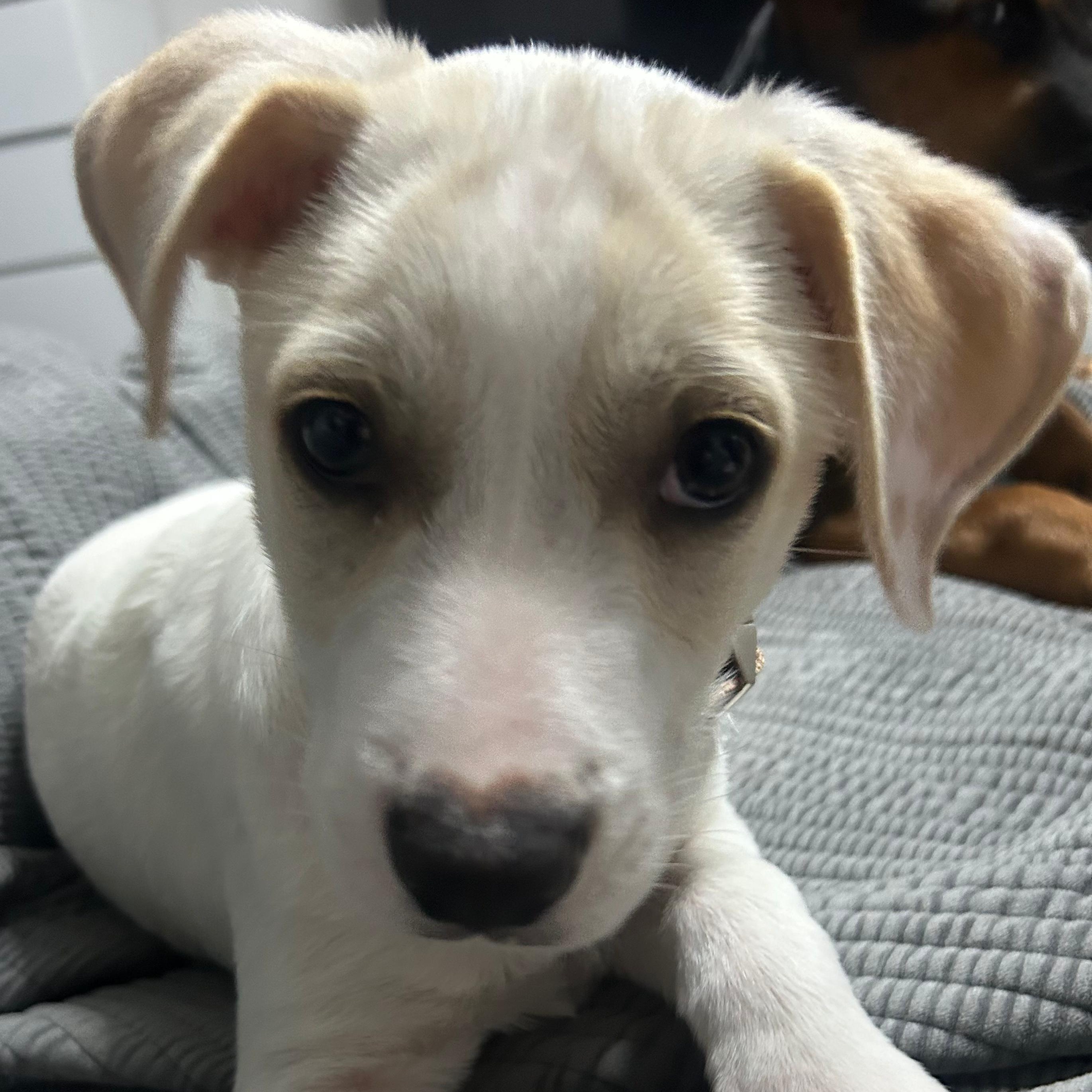 Rye, adopted, Puppy Male Terrier.