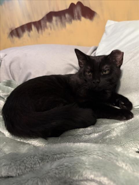 Enlarge THE WIZARD, a Adoptable Domestic Short Hair in Derwood, MD image 1/1