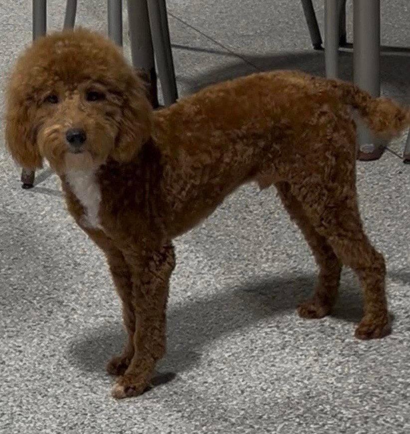 Enlarge Rudy, a Adopted Poodle in Fort Wayne, IN image 1/3