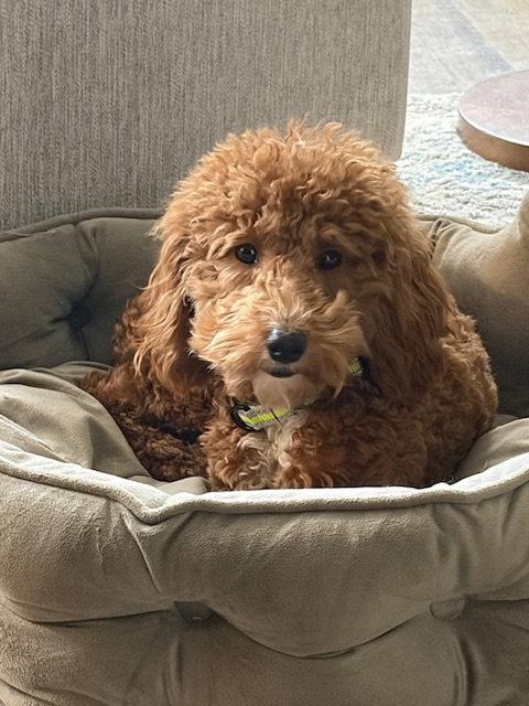 Enlarge Rudy, a Adopted Poodle in Fort Wayne, IN image 2/3