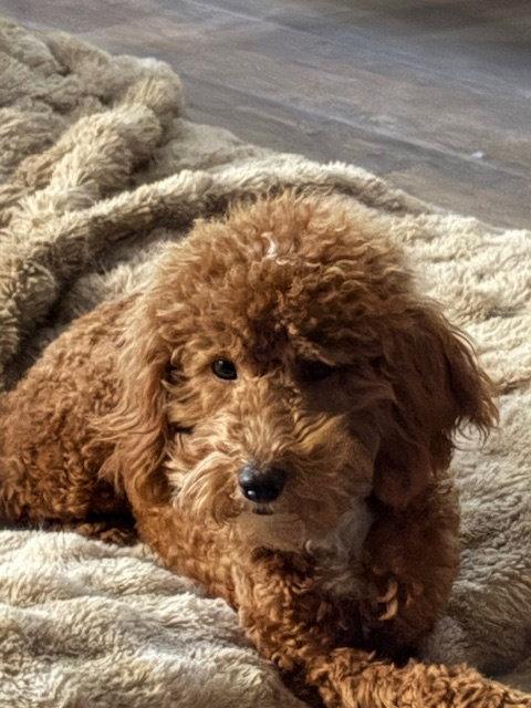 Enlarge Rudy, a Adopted Poodle in Fort Wayne, IN image 3/3