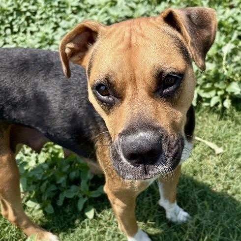 Enlarge Trudy, an adopted mixed breed in Southaven , MS image 4/5