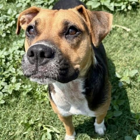 Enlarge Trudy, an adopted mixed breed in Southaven , MS image 5/5