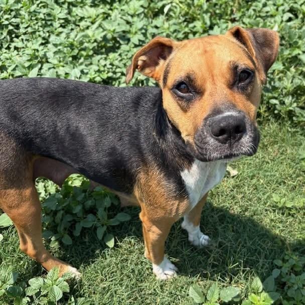 Enlarge Trudy, an adopted mixed breed in Southaven , MS image 3/5