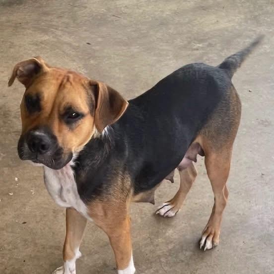 Trudy, adopted, Young Female Beagle & Boxer.