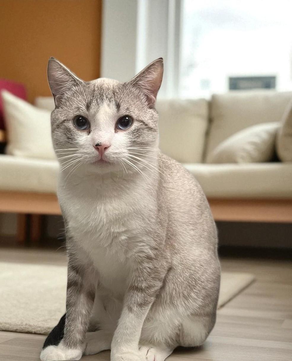 Cat Breeds Grey And White: Enchanting Feline Varieties