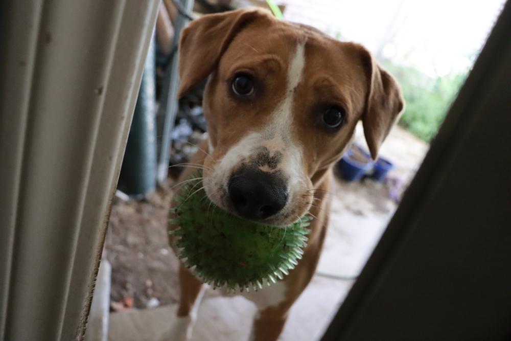 Bonnie, a Adoptable mixed breed in Tulsa, OK image 2/6