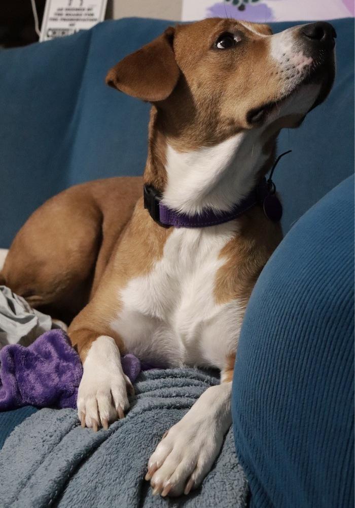 Enlarge Bonnie, a Adoptable mixed breed in Tulsa, OK image 4/6