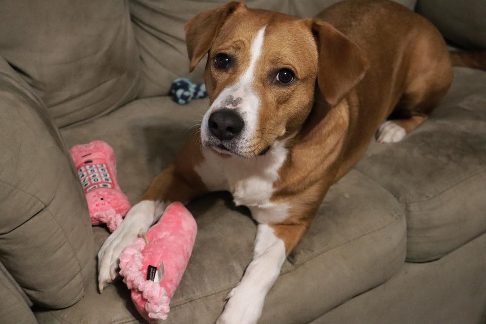 Bonnie, a Adoptable mixed breed in Tulsa, OK image 3/6