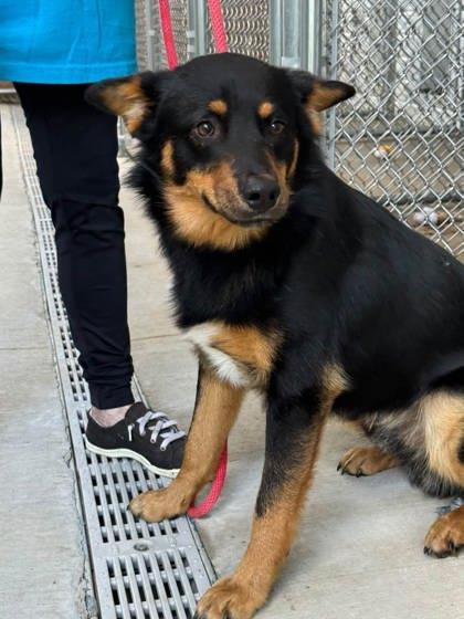 Enlarge Rotini, a Adoptable mixed breed in Fergus Falls, MN image 1/1
