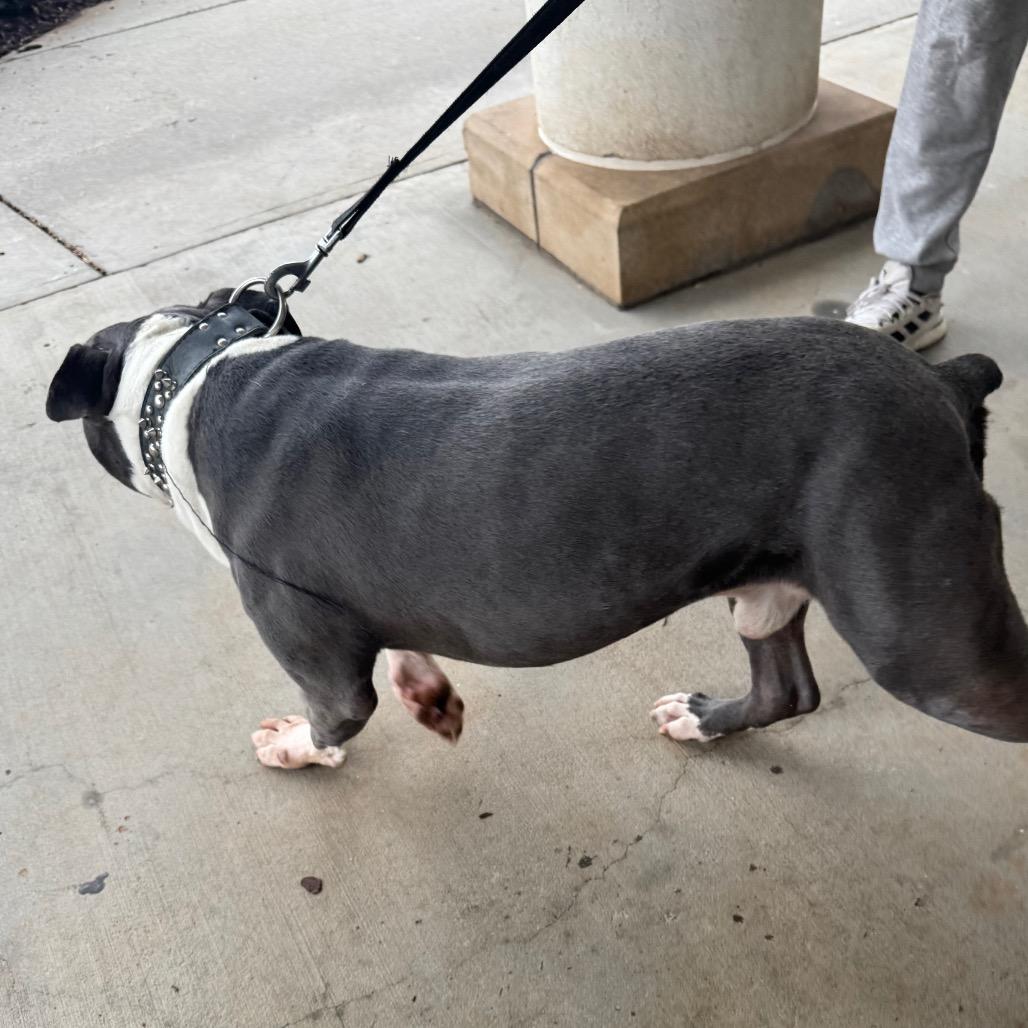 Samuel, Adoptable, Adult Male Pit Bull Terrier.