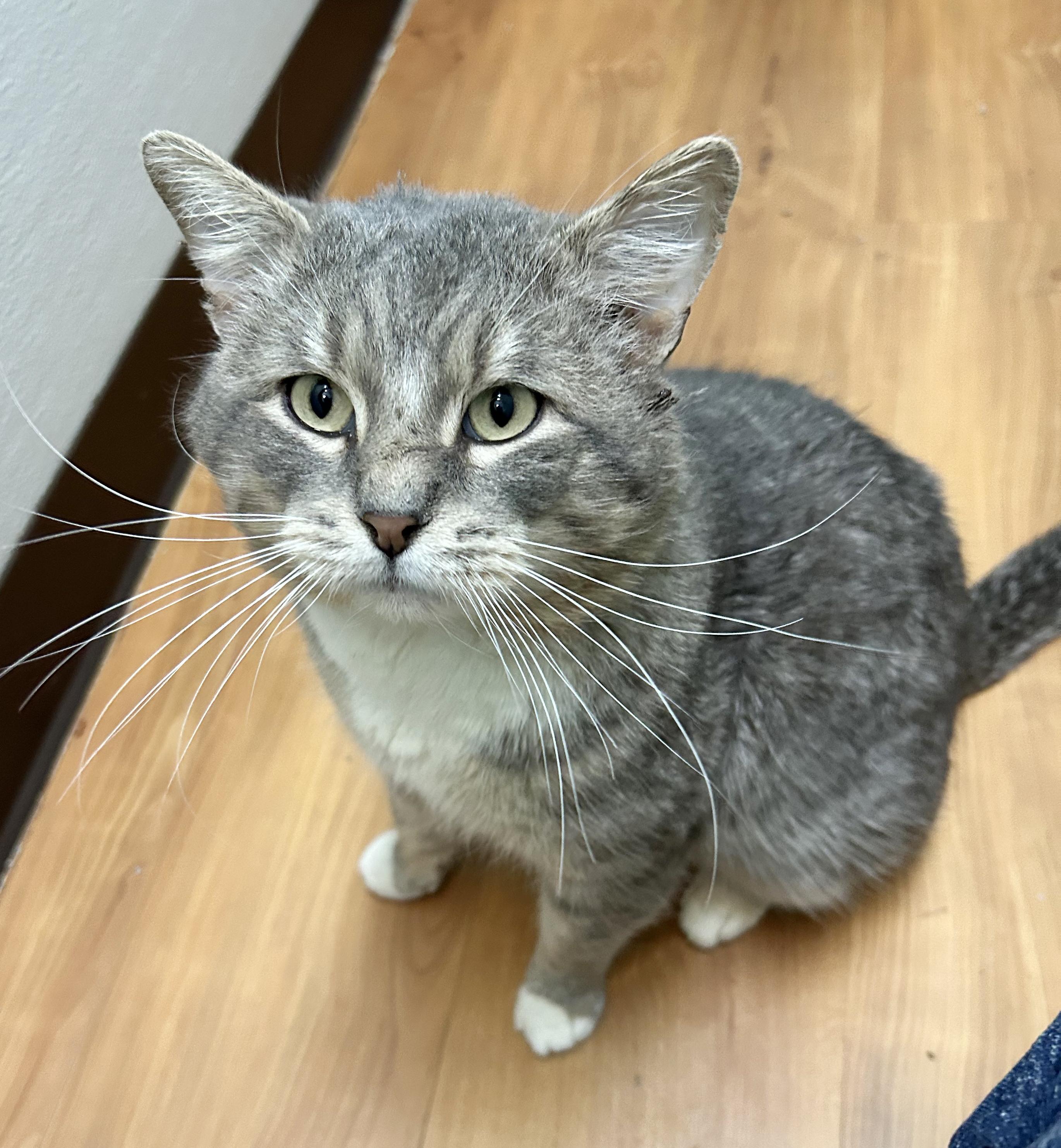 Enlarge Abe, an adoptable Tabby in Parkville, MO image 3/6