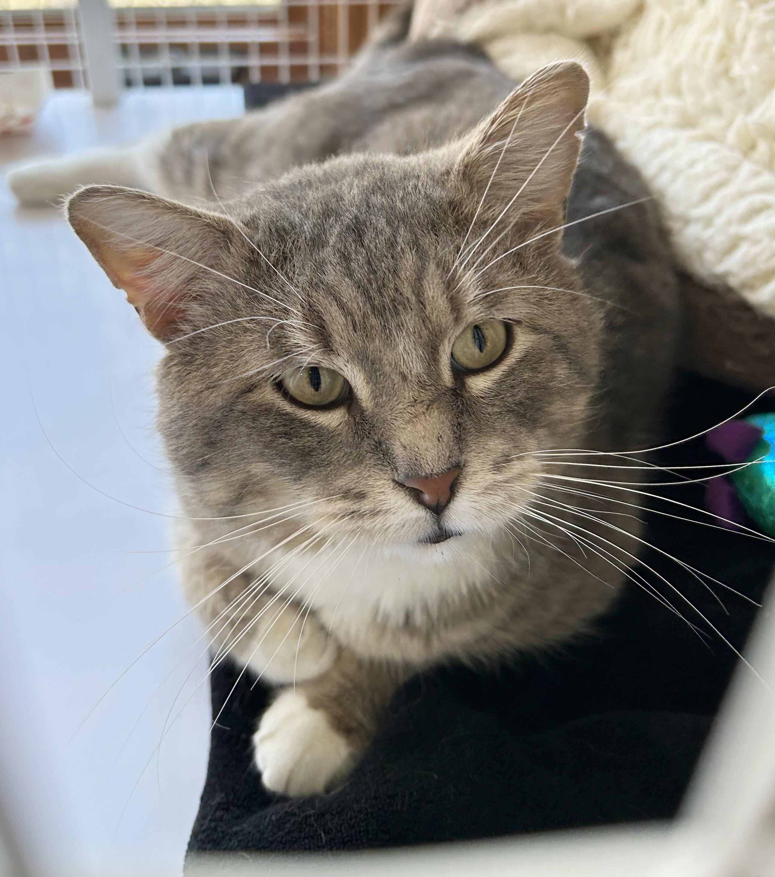 Enlarge Abe, an adoptable Tabby in Parkville, MO image 4/6