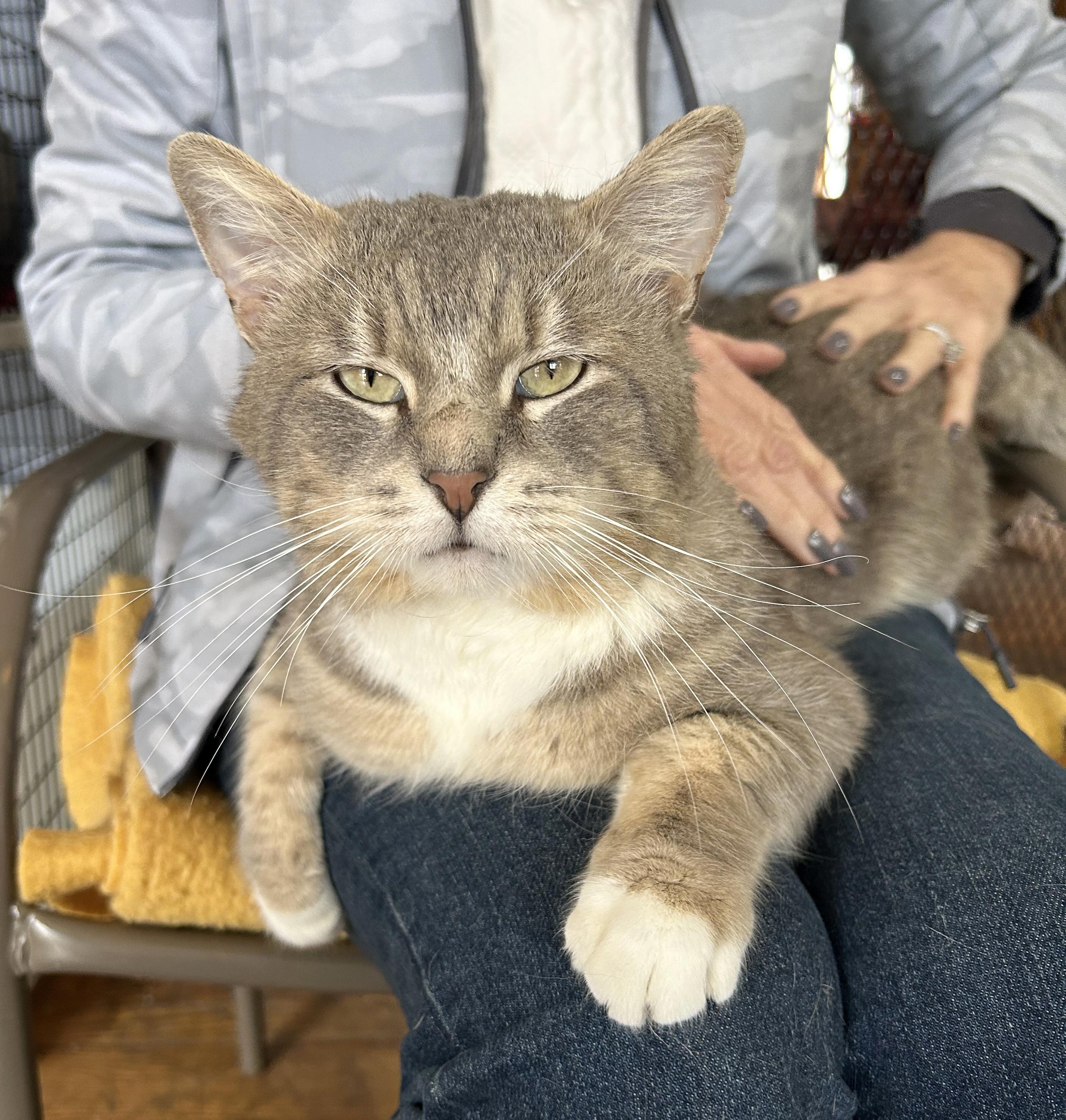 Enlarge Abe, an adoptable Tabby in Parkville, MO image 2/6