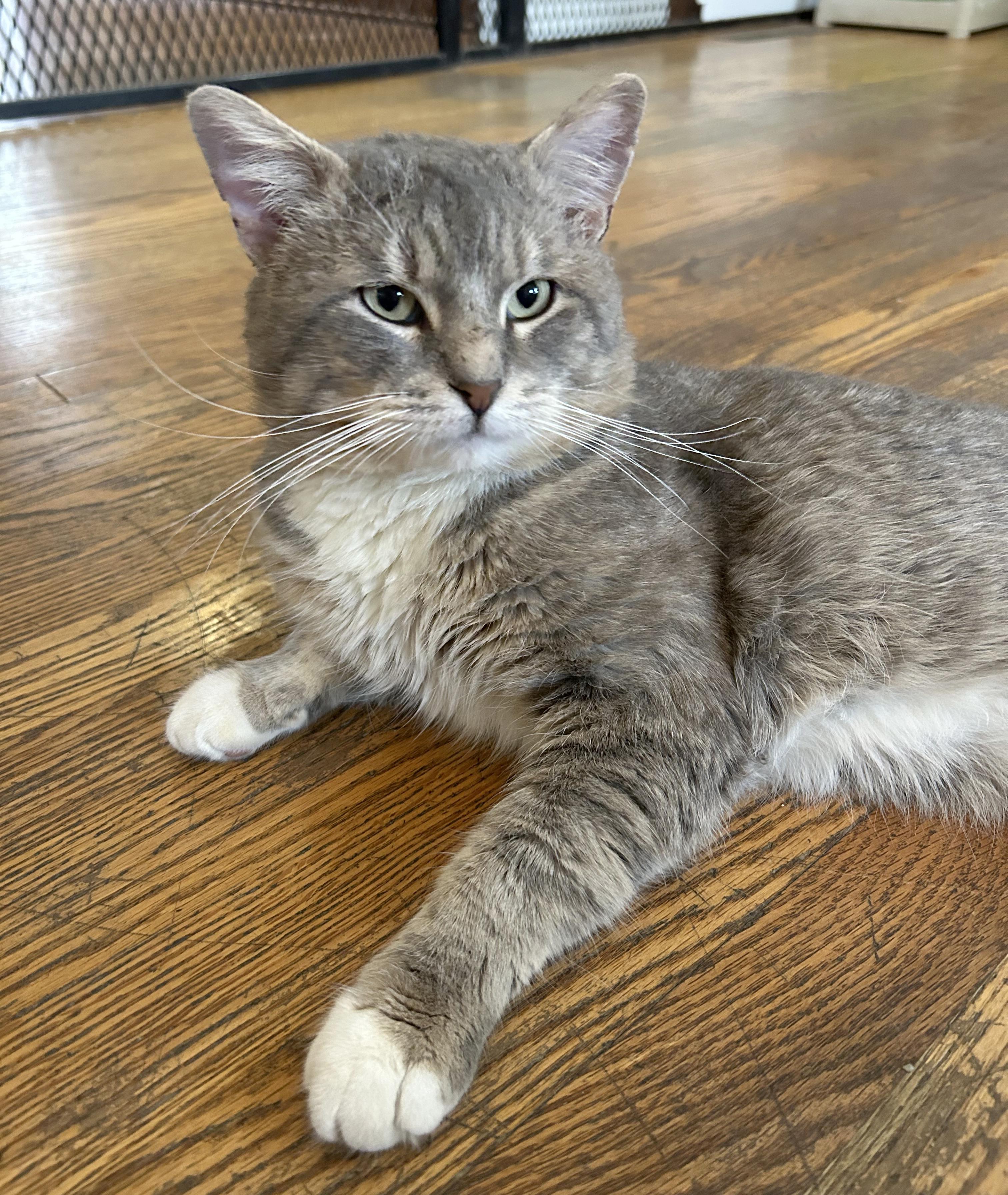 Enlarge Abe, an adoptable Tabby in Parkville, MO image 1/6