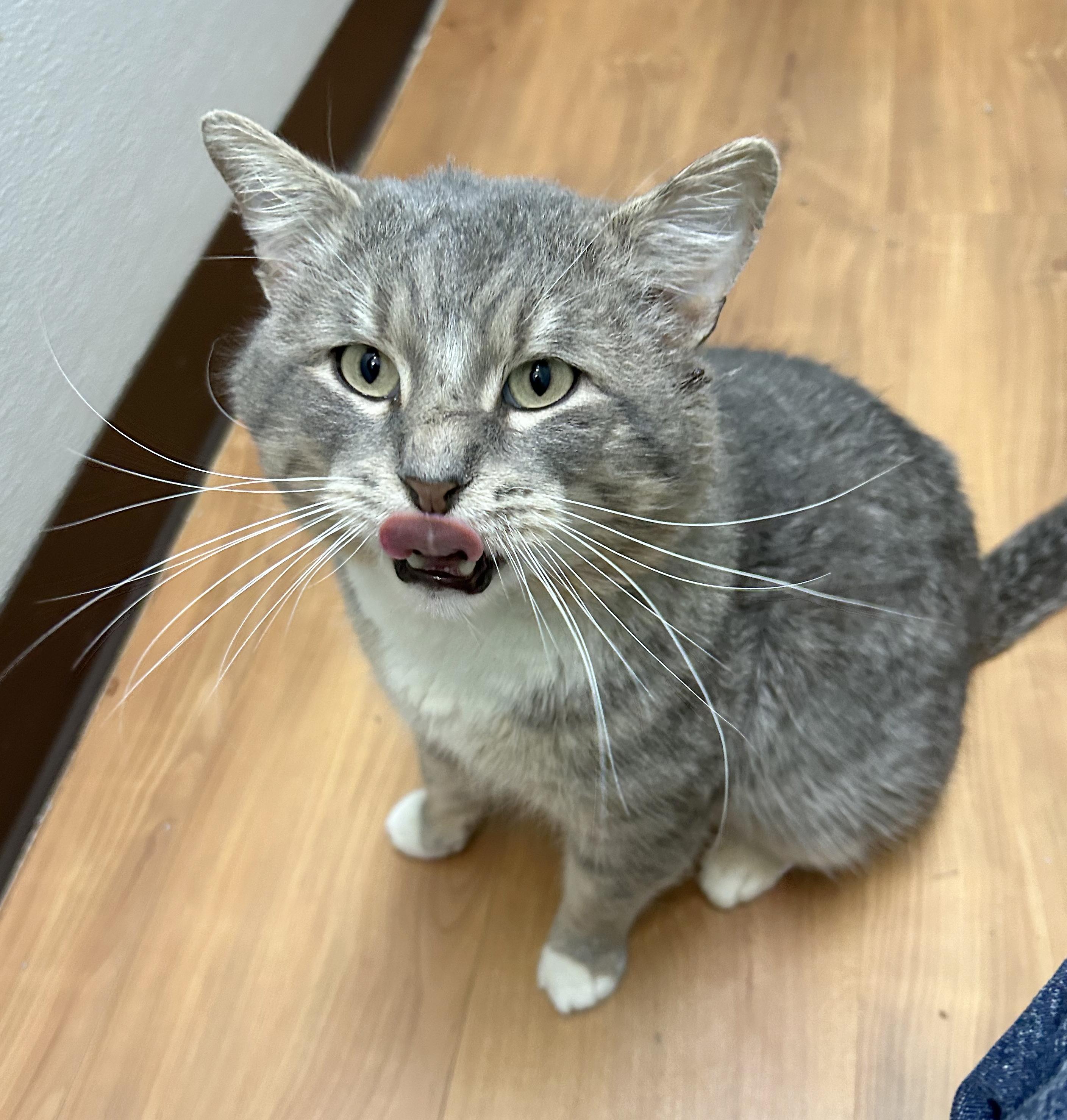 Enlarge Abe, an adoptable Tabby in Parkville, MO image 5/6