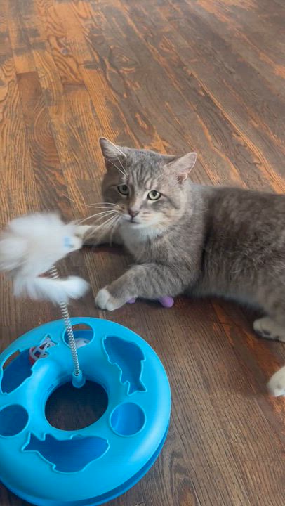 Enlarge Abe, an adoptable Tabby in Parkville, MO video 6/6
