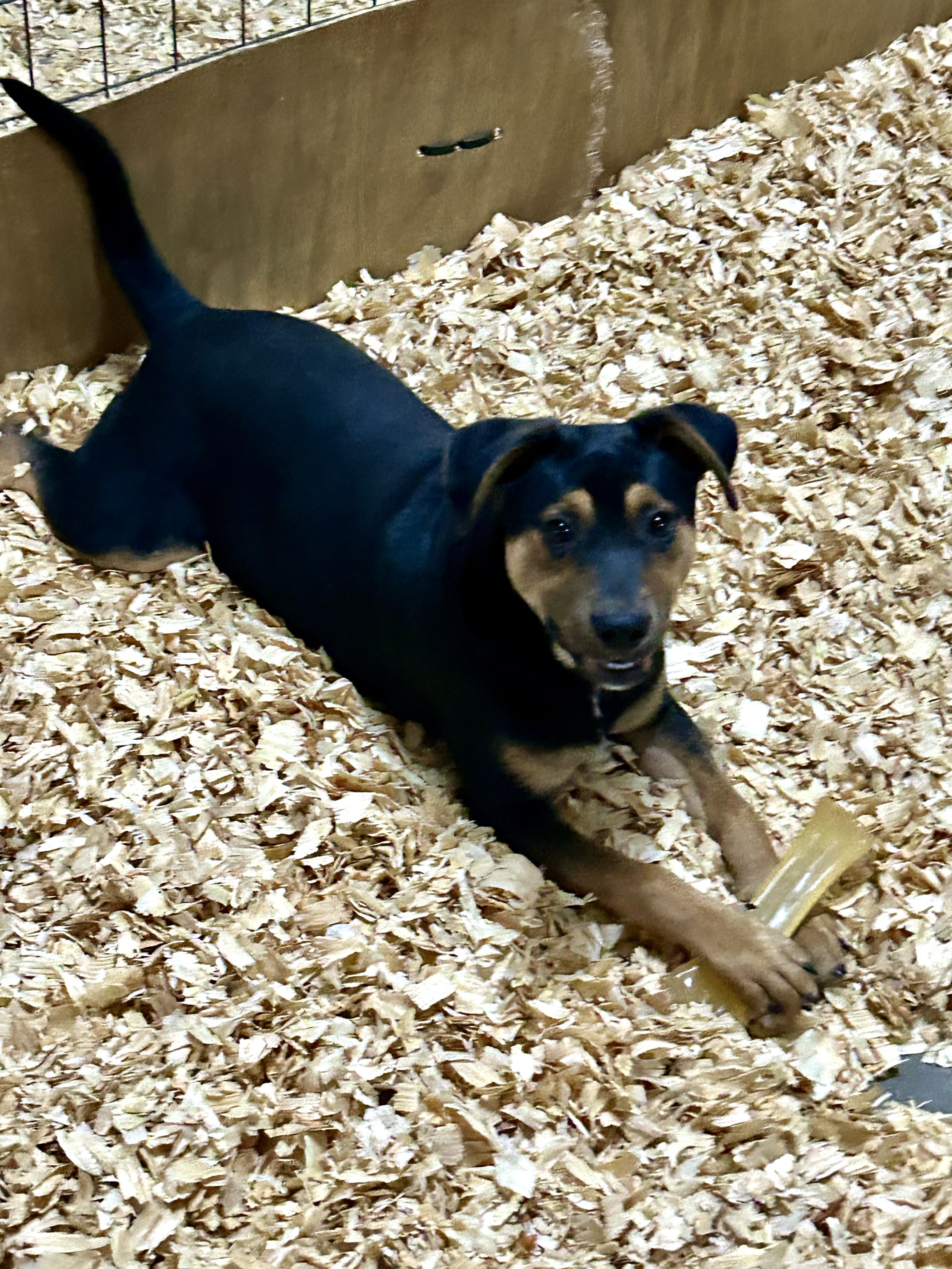 ROMAN — thumbnail 2