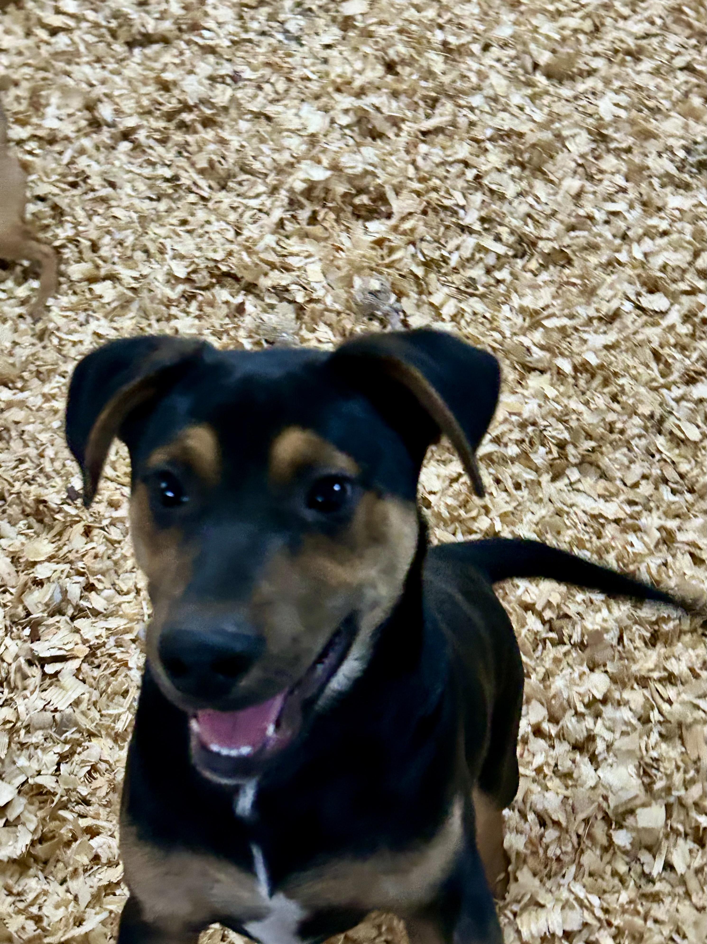 ROMAN — thumbnail 5