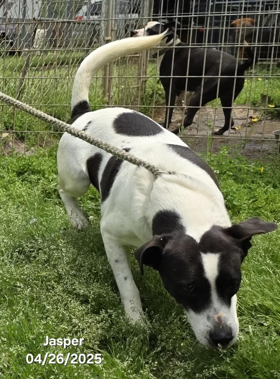 Jasper, an adoptable Terrier, English Pointer in Warren, RI, 02885 | Photo Image 3