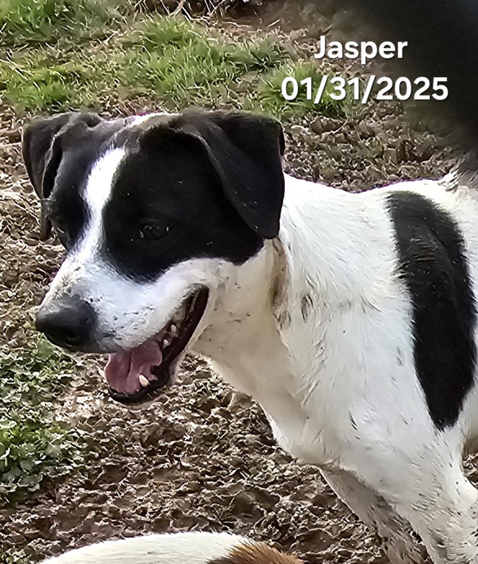 Jasper, Adoptable, Adult Male Terrier & English Pointer.