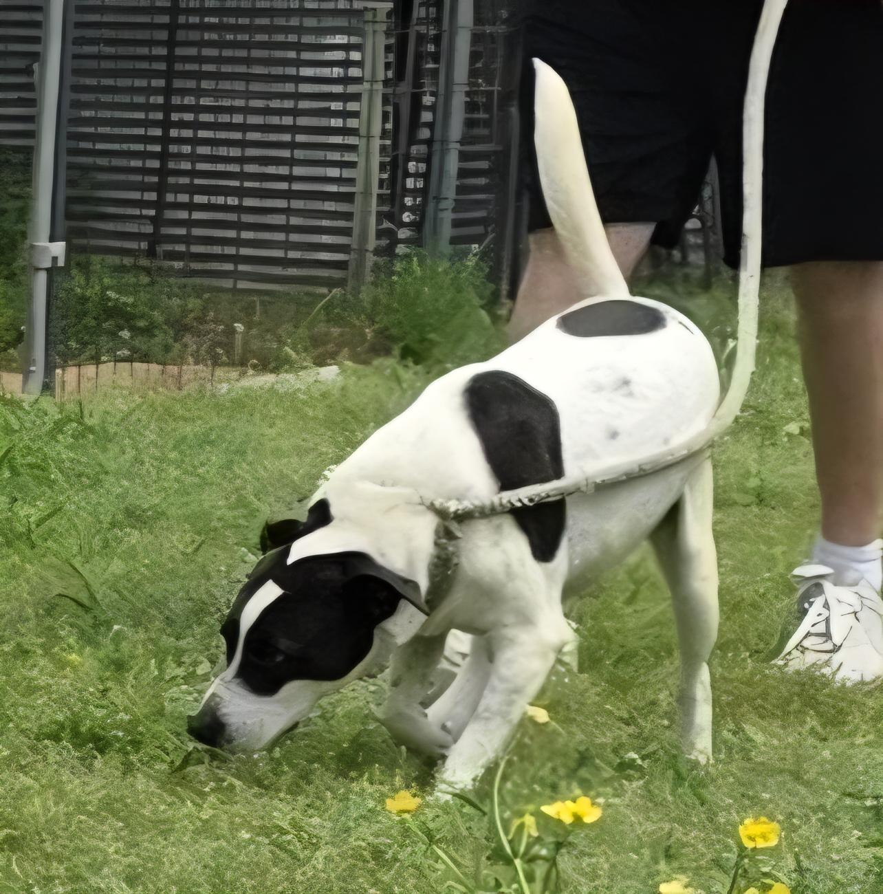 Jasper, a Adoptable mixed breed in Warren, RI image 4/4