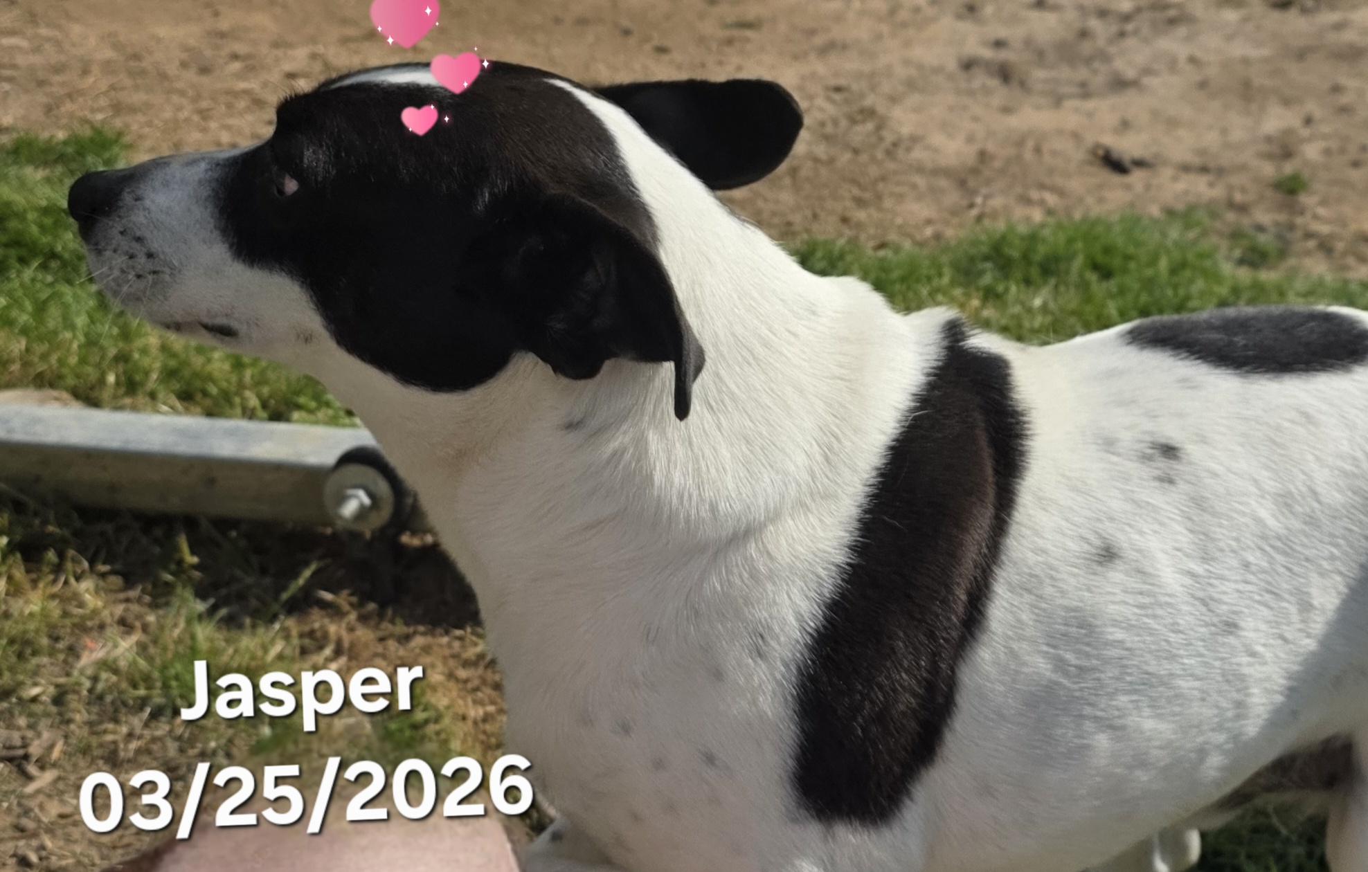 Enlarge Jasper, a Adoptable mixed breed in Warren, RI image 3/5