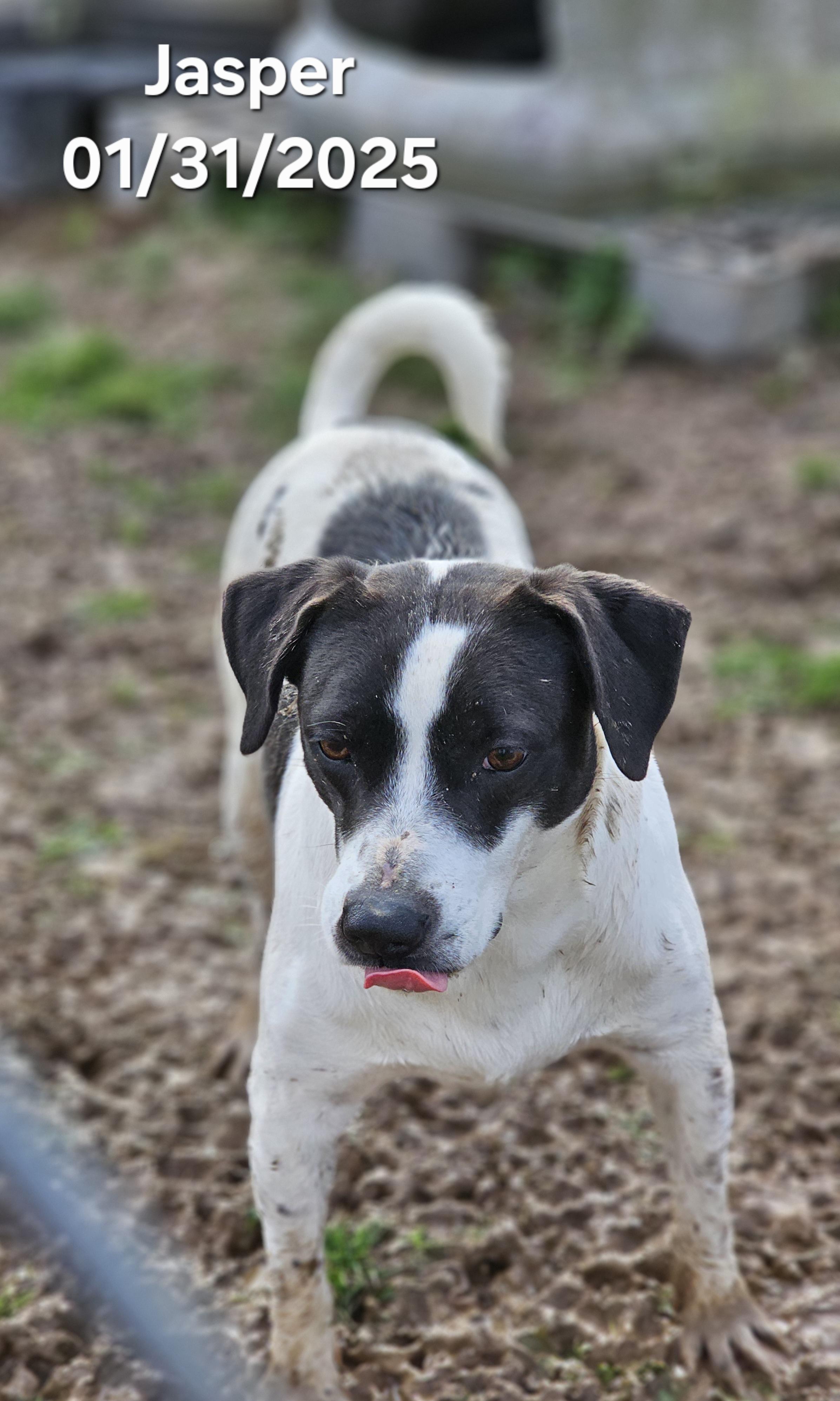 Jasper, a Adoptable mixed breed in Warren, RI image 2/4