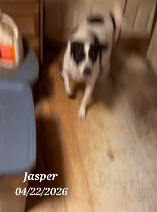 Enlarge Jasper, a Adoptable mixed breed in Warren, RI video 6/6