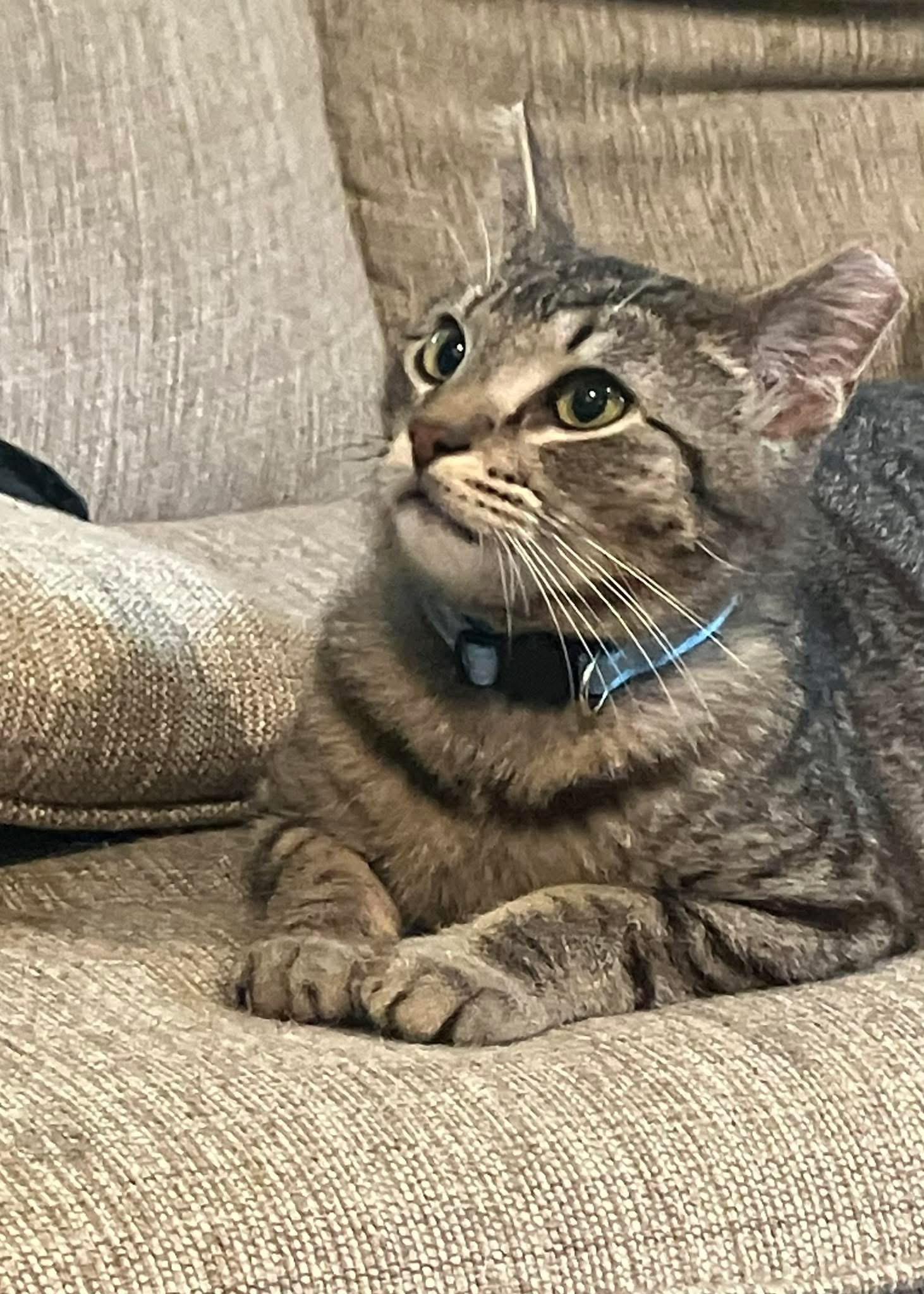Pete, a Adoptable Domestic Medium Hair in Johnston , RI image 1/5
