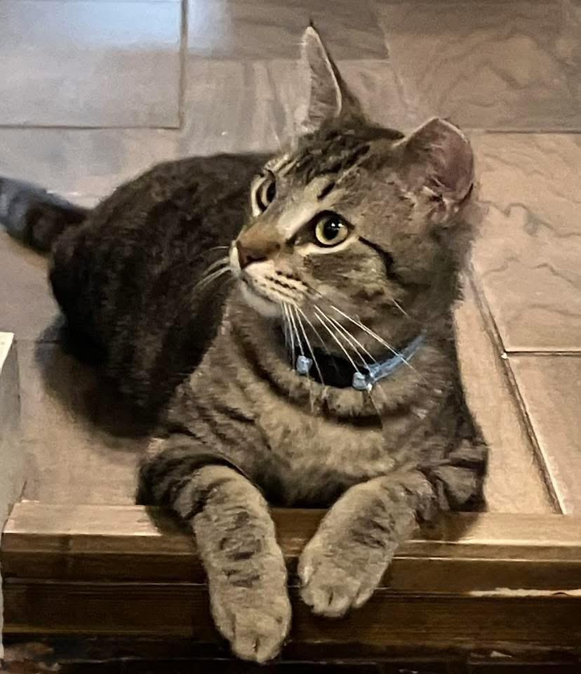 Pete, a Adoptable Domestic Medium Hair in Johnston , RI image 4/5