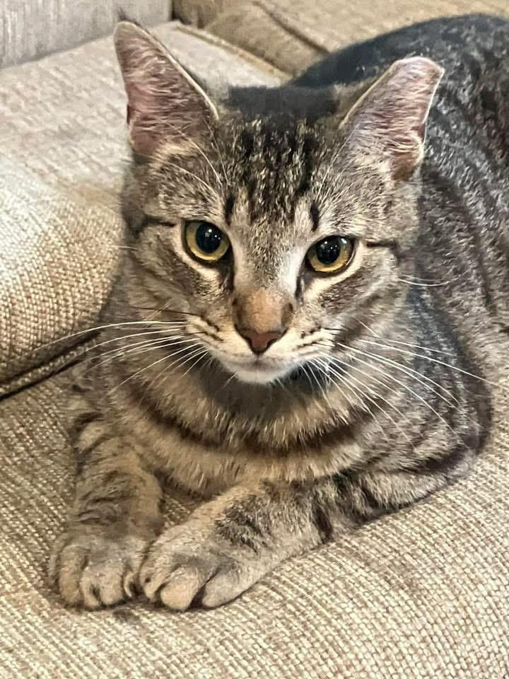 Pete, a Adoptable Domestic Medium Hair in Johnston , RI image 5/5