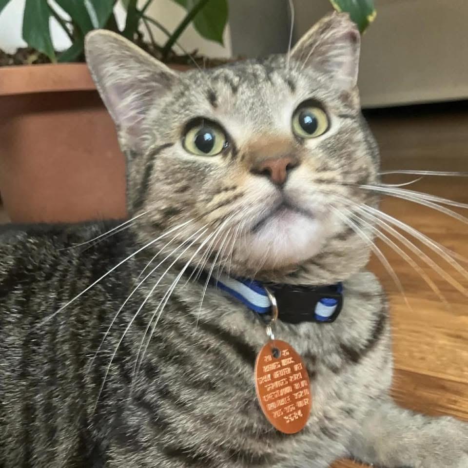 Pete, a Adoptable Domestic Medium Hair in Johnston , RI image 3/5