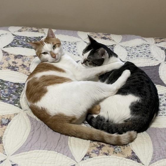Rusty and Rosie (Bonded Pair), adoptable, Adult Male Domestic Medium Hair.