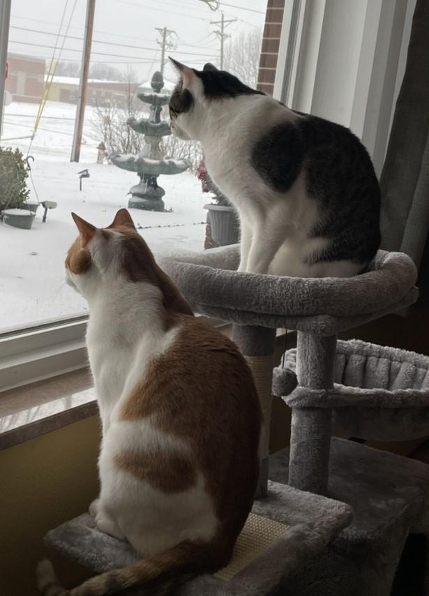 Enlarge Rusty and Rosie (Bonded Pair), an adoptable Domestic Medium Hair in St. Louis, MO image 2/6