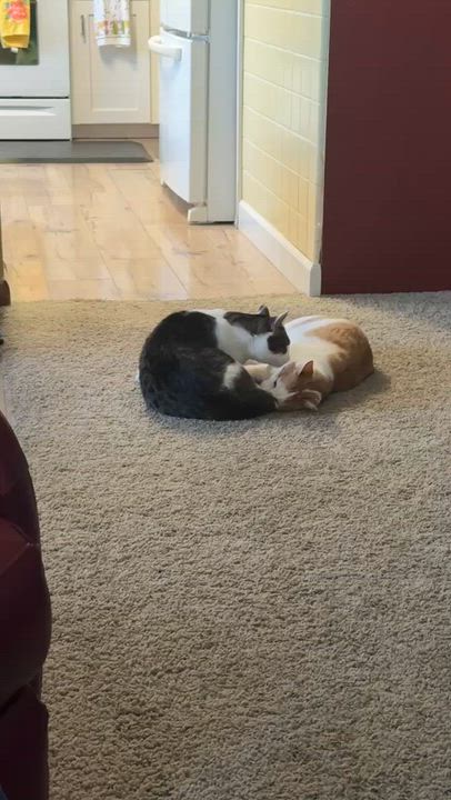 Enlarge Rusty and Rosie (Bonded Pair), an adoptable Domestic Medium Hair in St. Louis, MO video 6/6