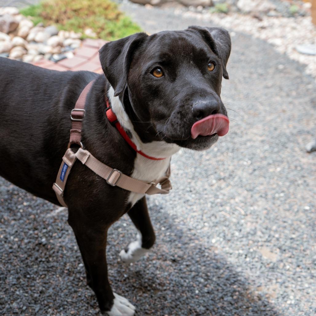 Meeko, Adoptable, Adult Male Black Labrador Retriever & Mixed Breed.